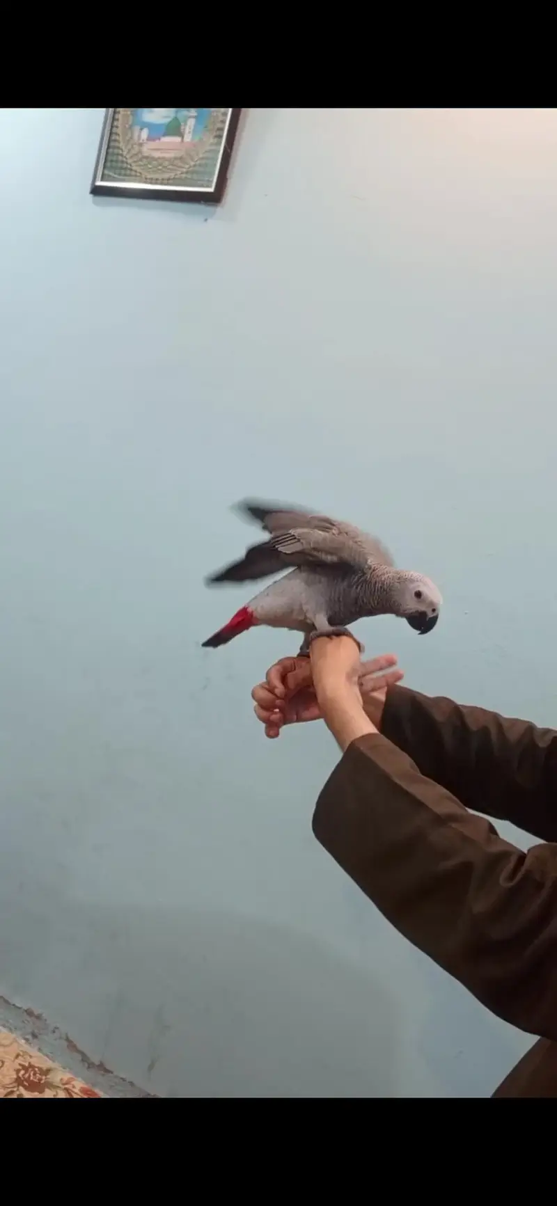 African Grey Parrot tamed talking starts for sale — photo 7