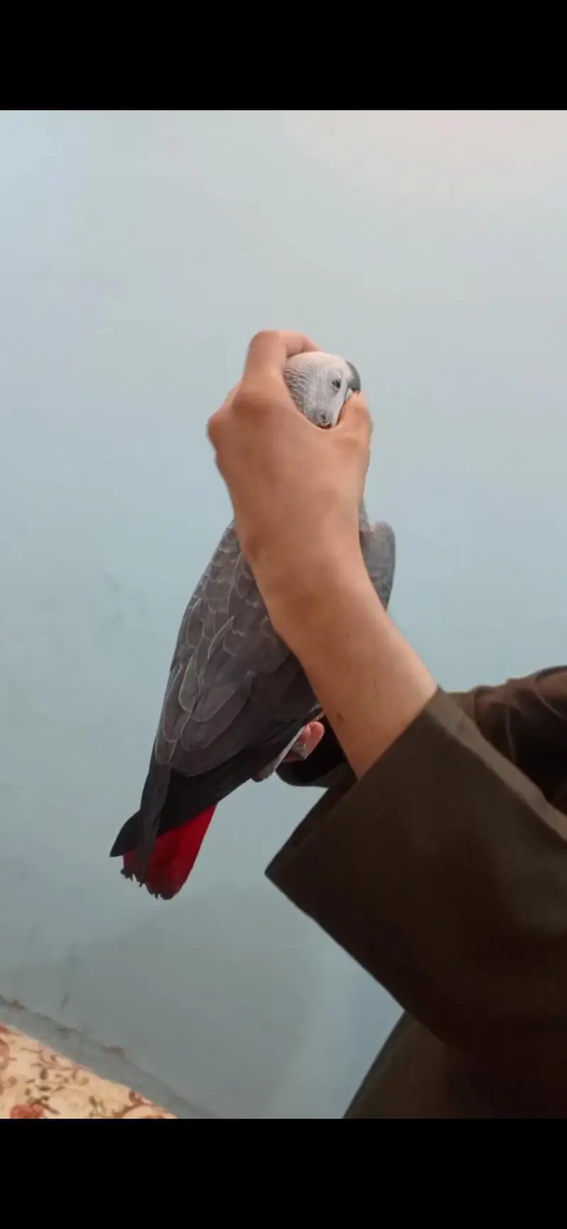 African Grey Parrot tamed talking starts for sale — photo 8