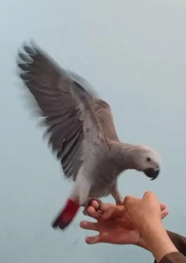 African Grey Parrot tamed talking starts for sale — photo 9