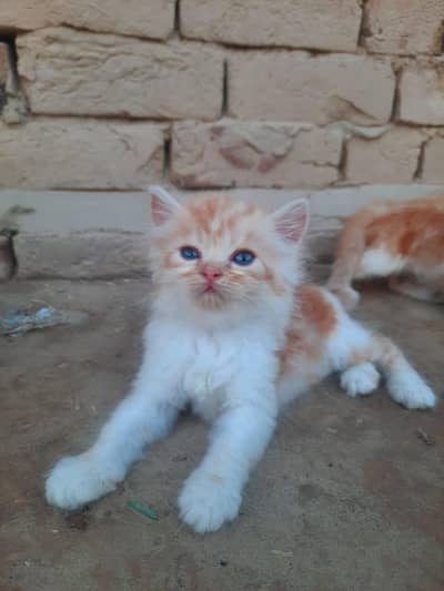 beautiful 6 kitten's and 3 pair per cat 20k  and pair 35k khanewal