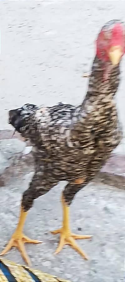coco shamo male active healthy 6 7month age