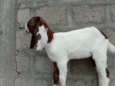 beetal male for sale