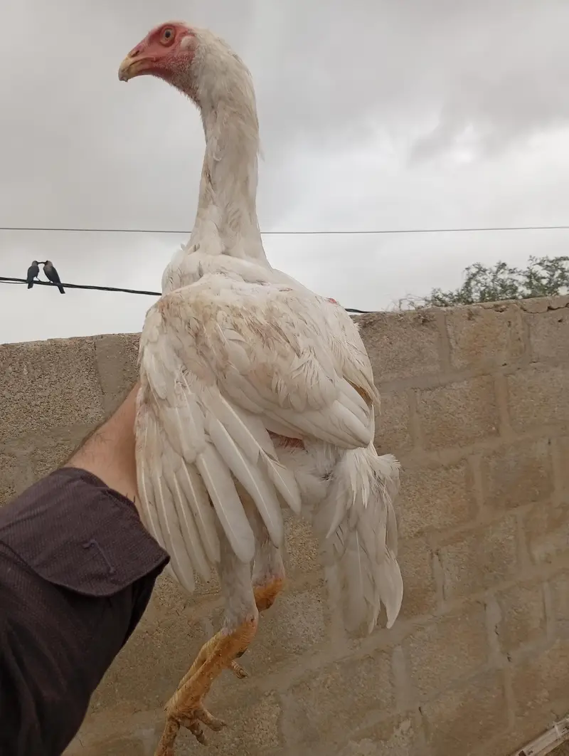 Shamo Aseel — photo 5