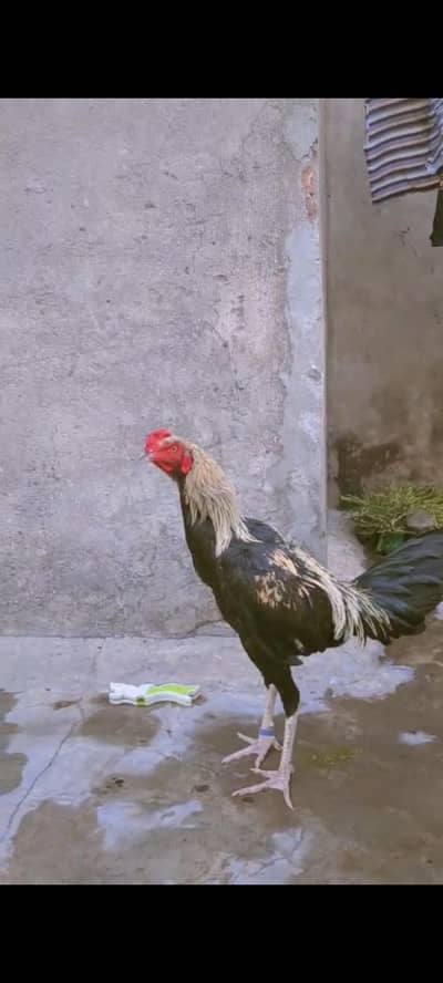 pokay or penus Cross ma ha full mazboot