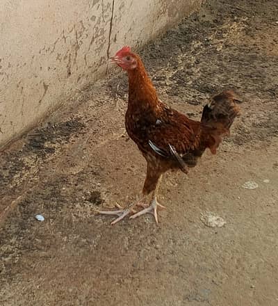 Golden misri hens