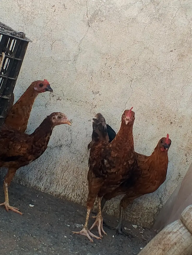 Golden misri hens — photo 2