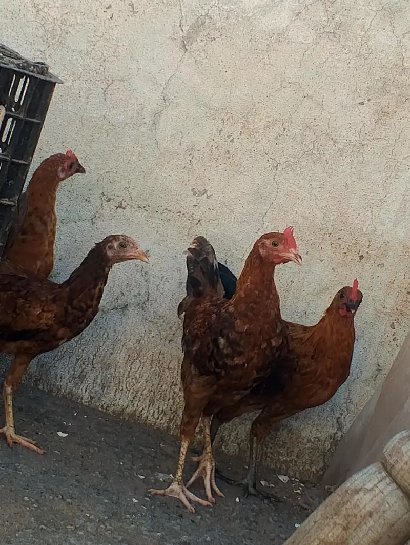 Golden misri hens — photo 3