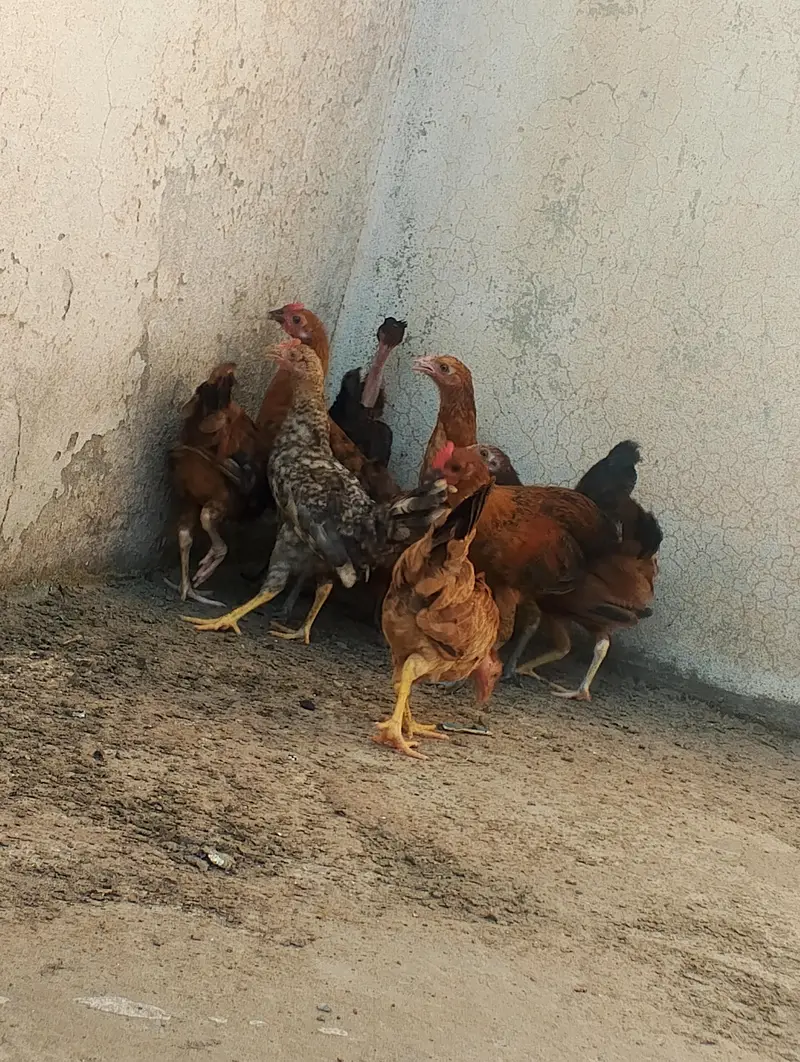 Golden misri hens — photo 4
