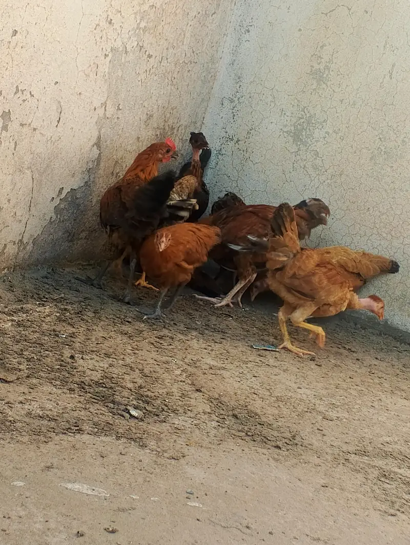 Golden misri hens — photo 5