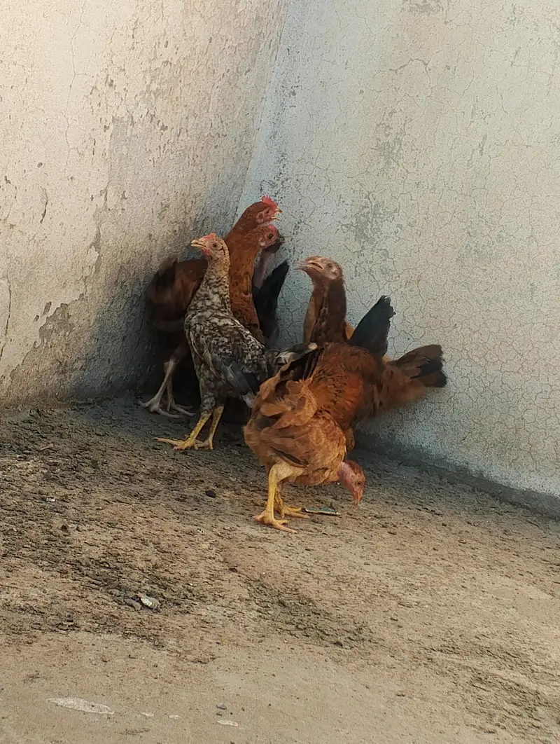 Golden misri hens — photo 6