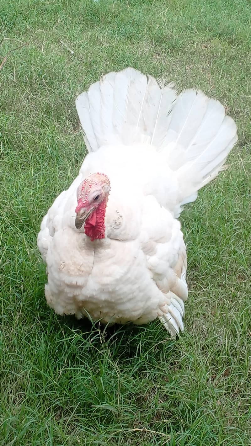 turkey chkies 0