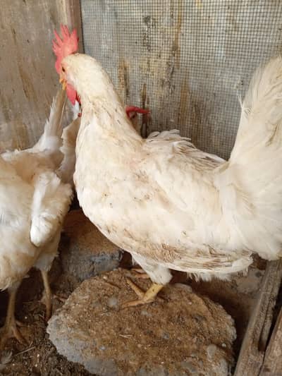 White layer Hen
