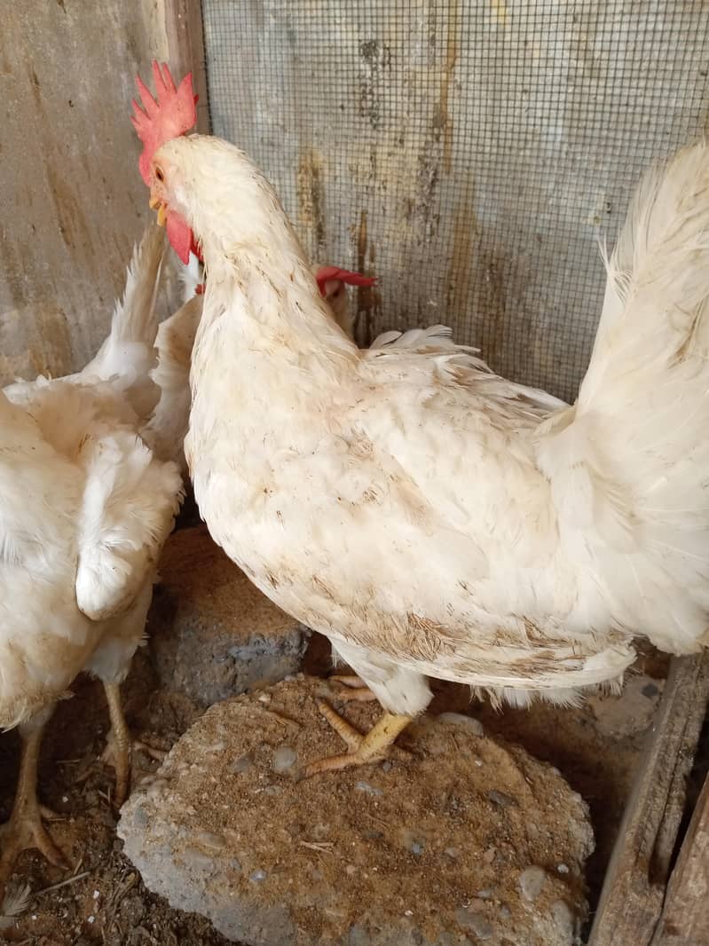 White layer Hen 0