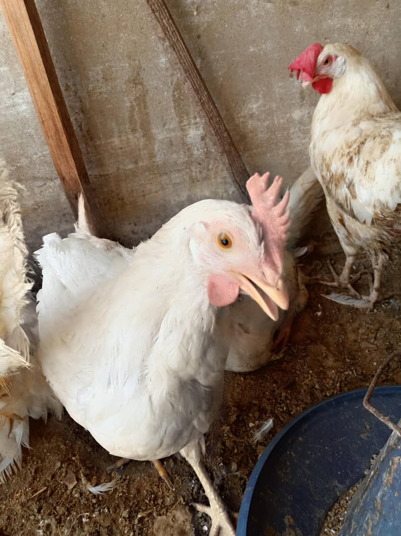 White layer Hen 1