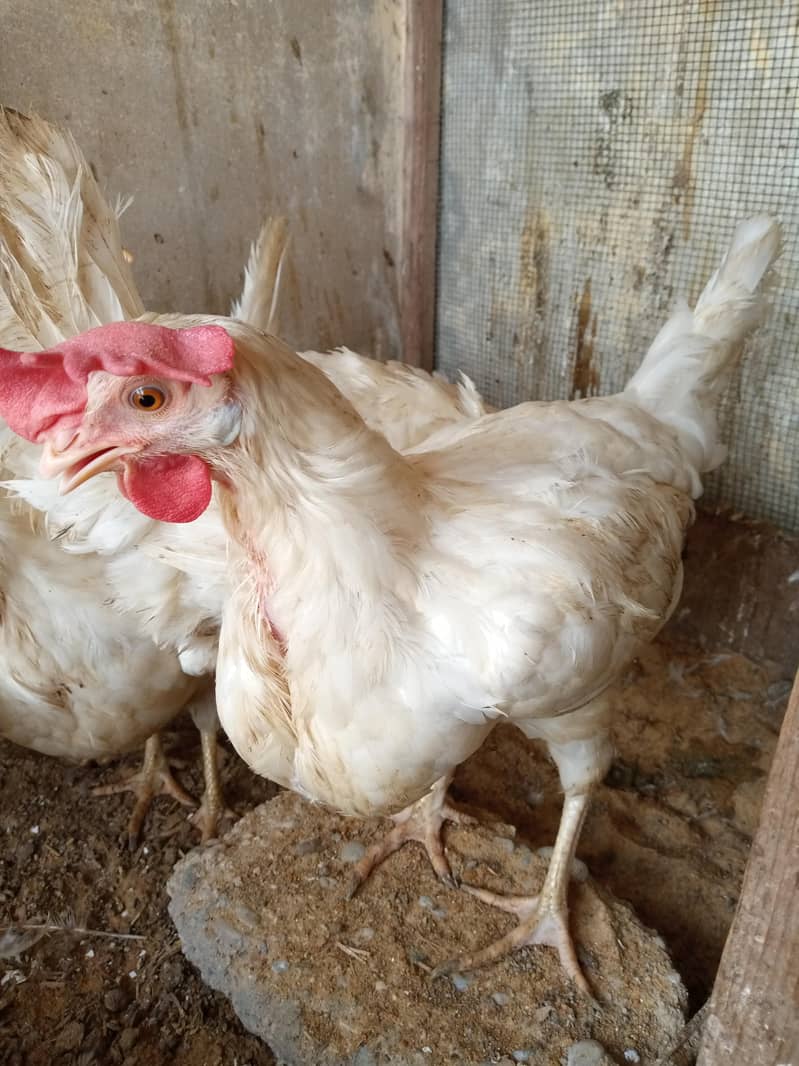 White layer Hen 2