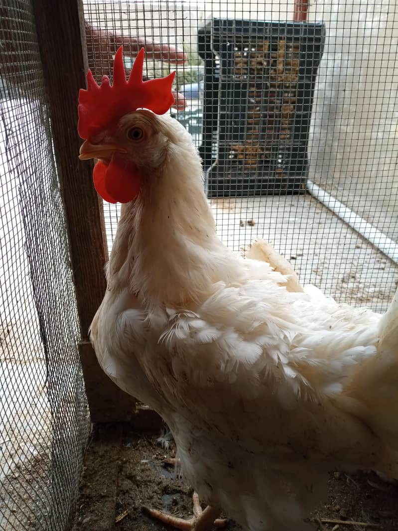 White layer Hen 3