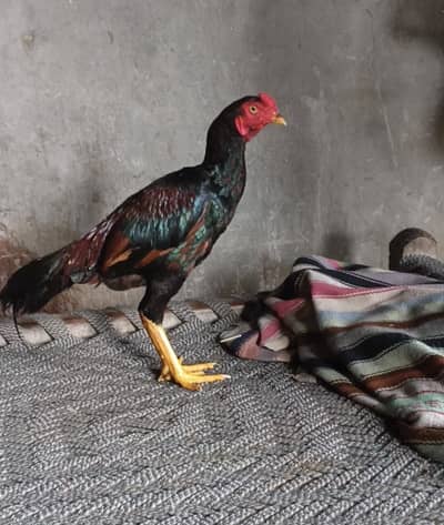Aseel murga for sale in Lahore