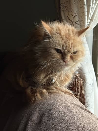 Ginger persian cat