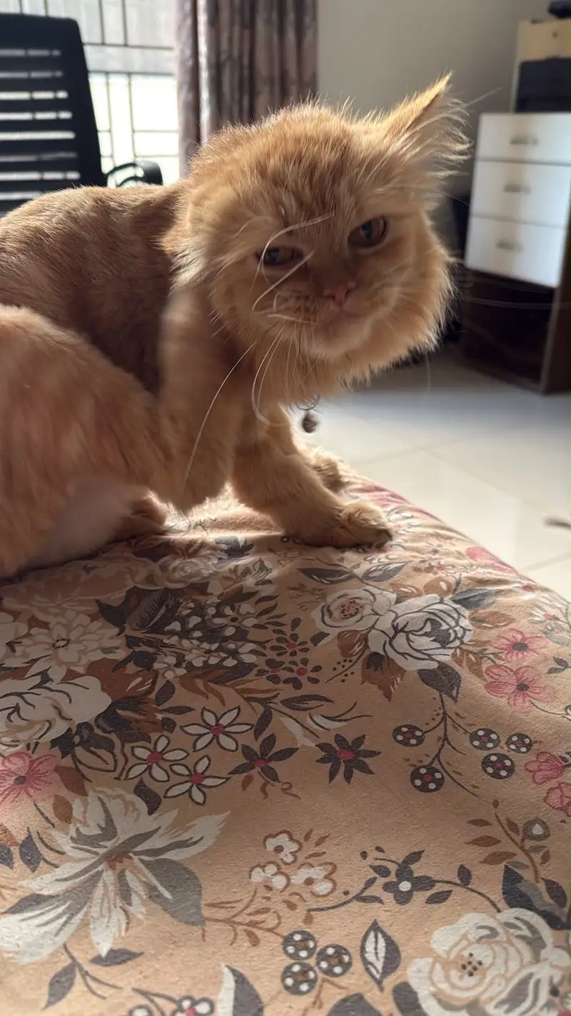 Ginger persian cat — photo 2