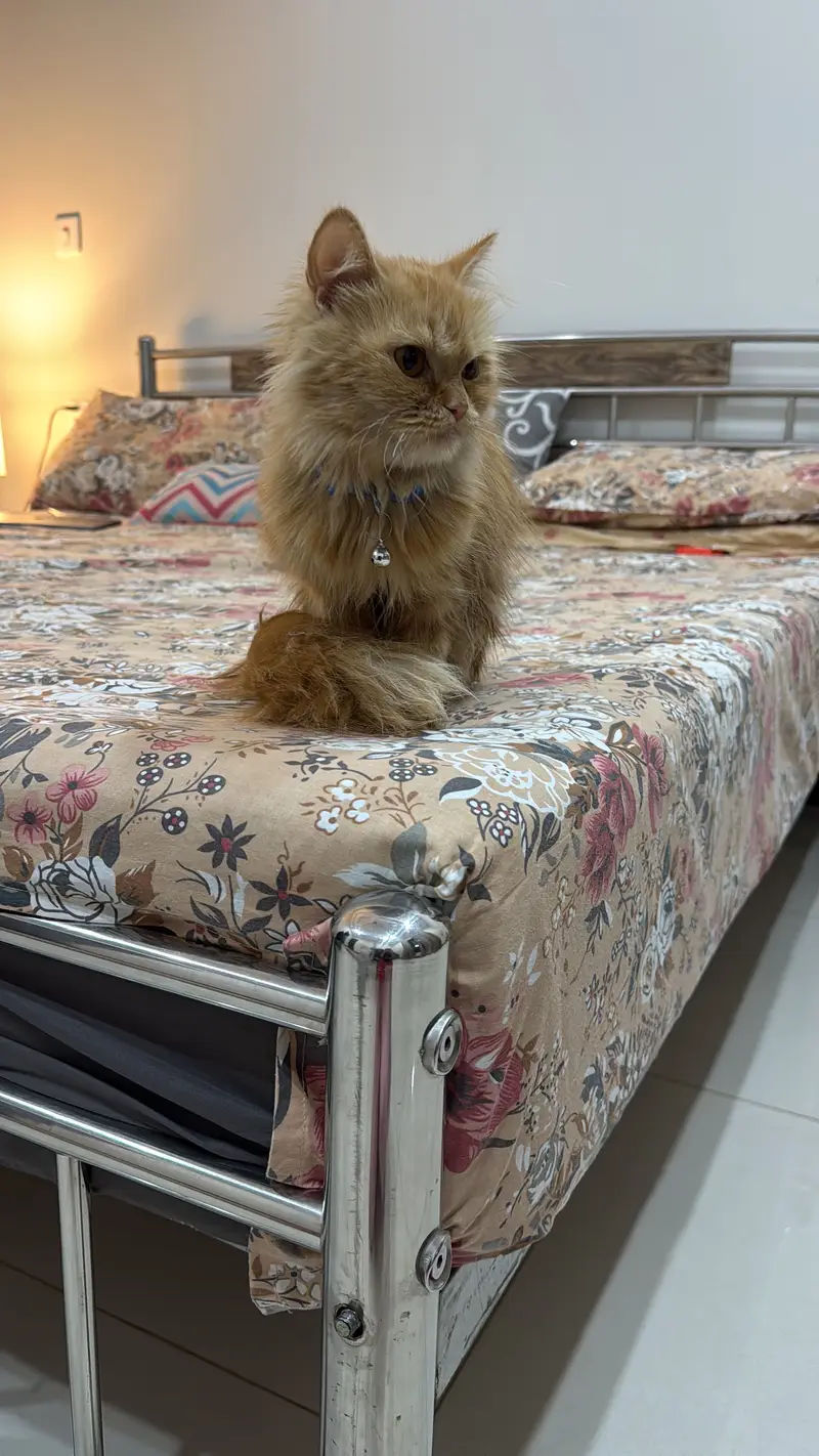 Ginger persian cat — photo 3