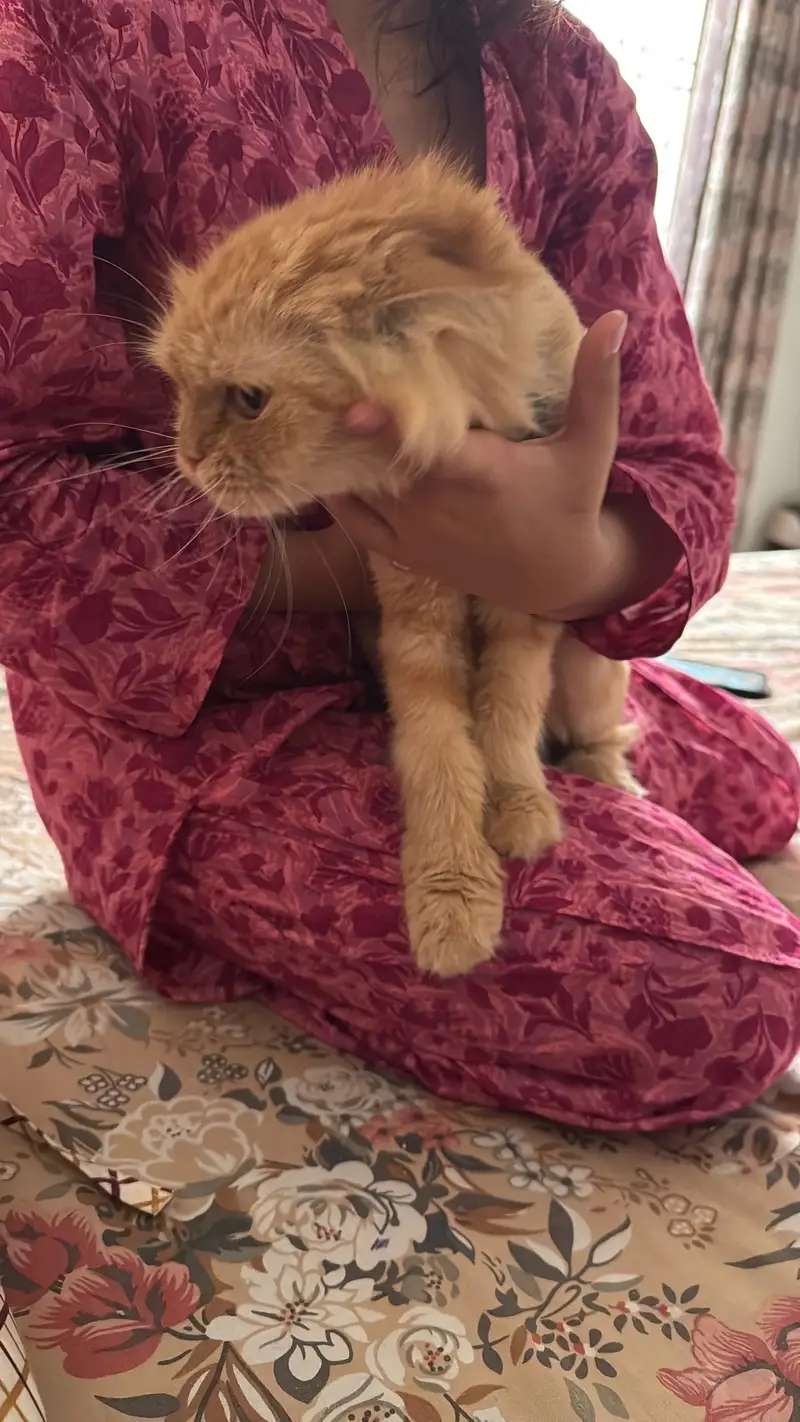 Ginger persian cat — photo 4
