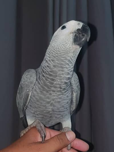 African Grey Parrot for sale