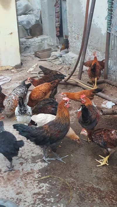 golden misri bird for sale 1000 per kg
