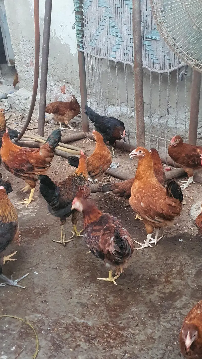golden misri bird for sale 1000 per kg — photo 2