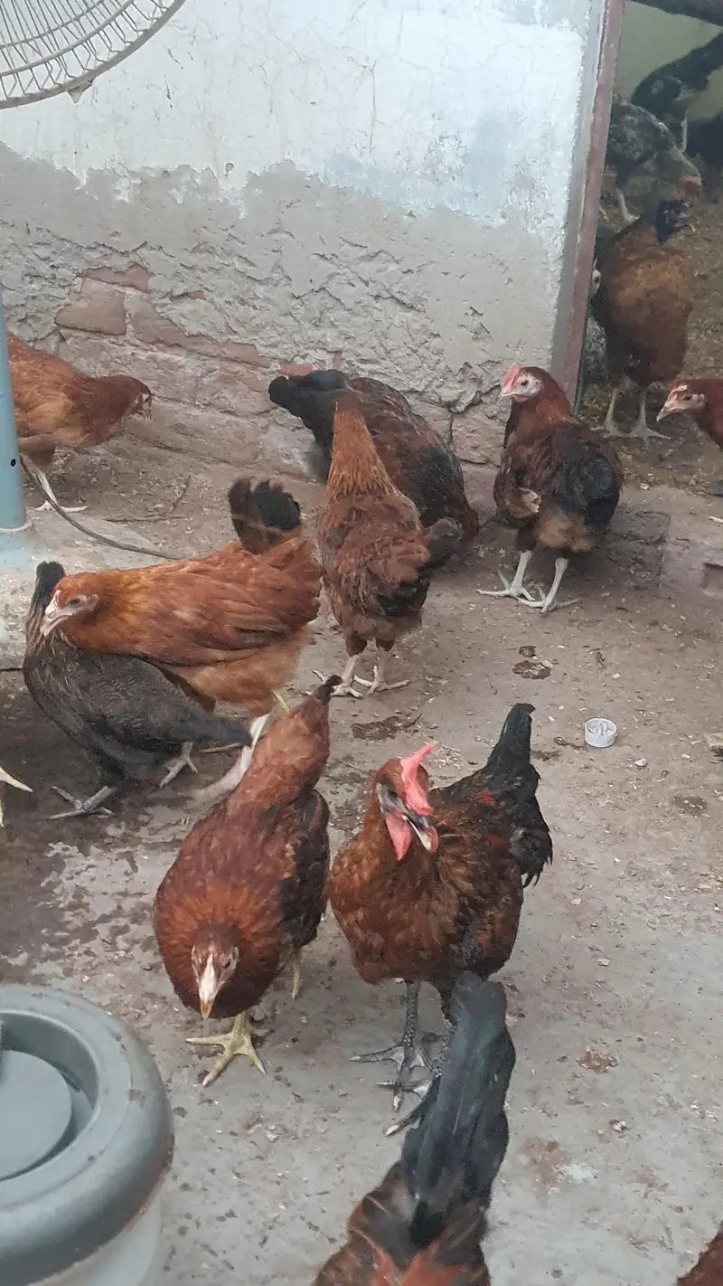 golden misri bird for sale 1000 per kg — photo 3