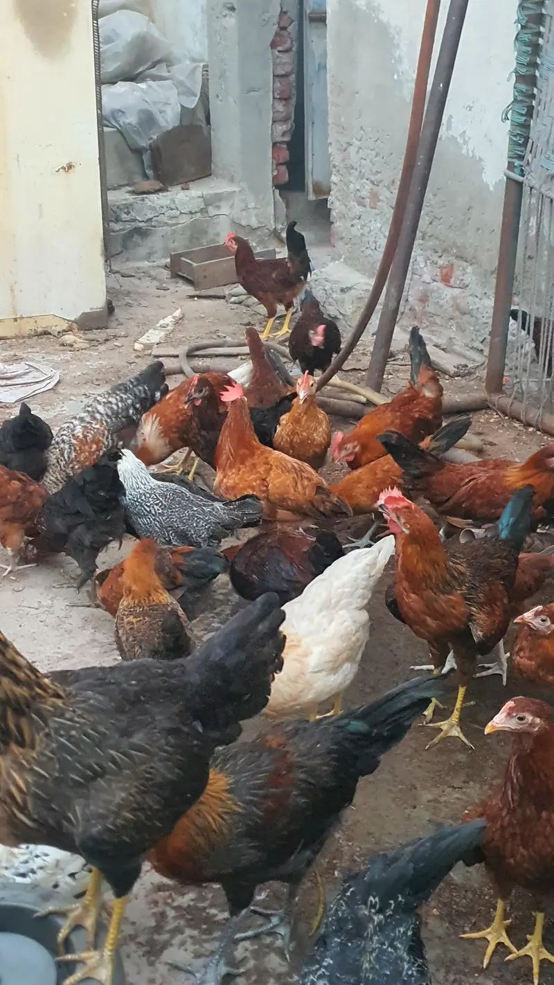 golden misri bird for sale 1000 per kg — photo 4