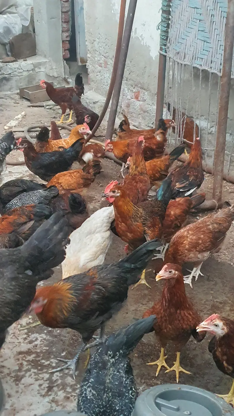 golden misri bird for sale 1000 per kg — photo 5