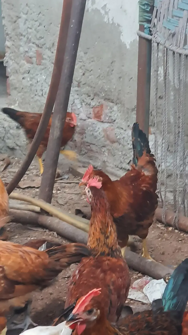golden misri bird for sale 1000 per kg — photo 6