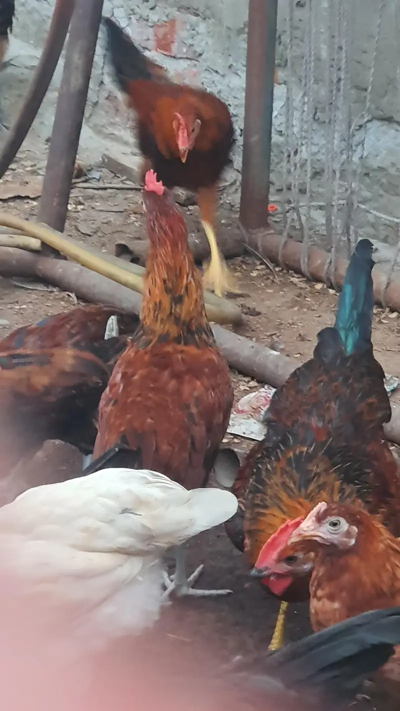 golden misri bird for sale 1000 per kg — photo 7