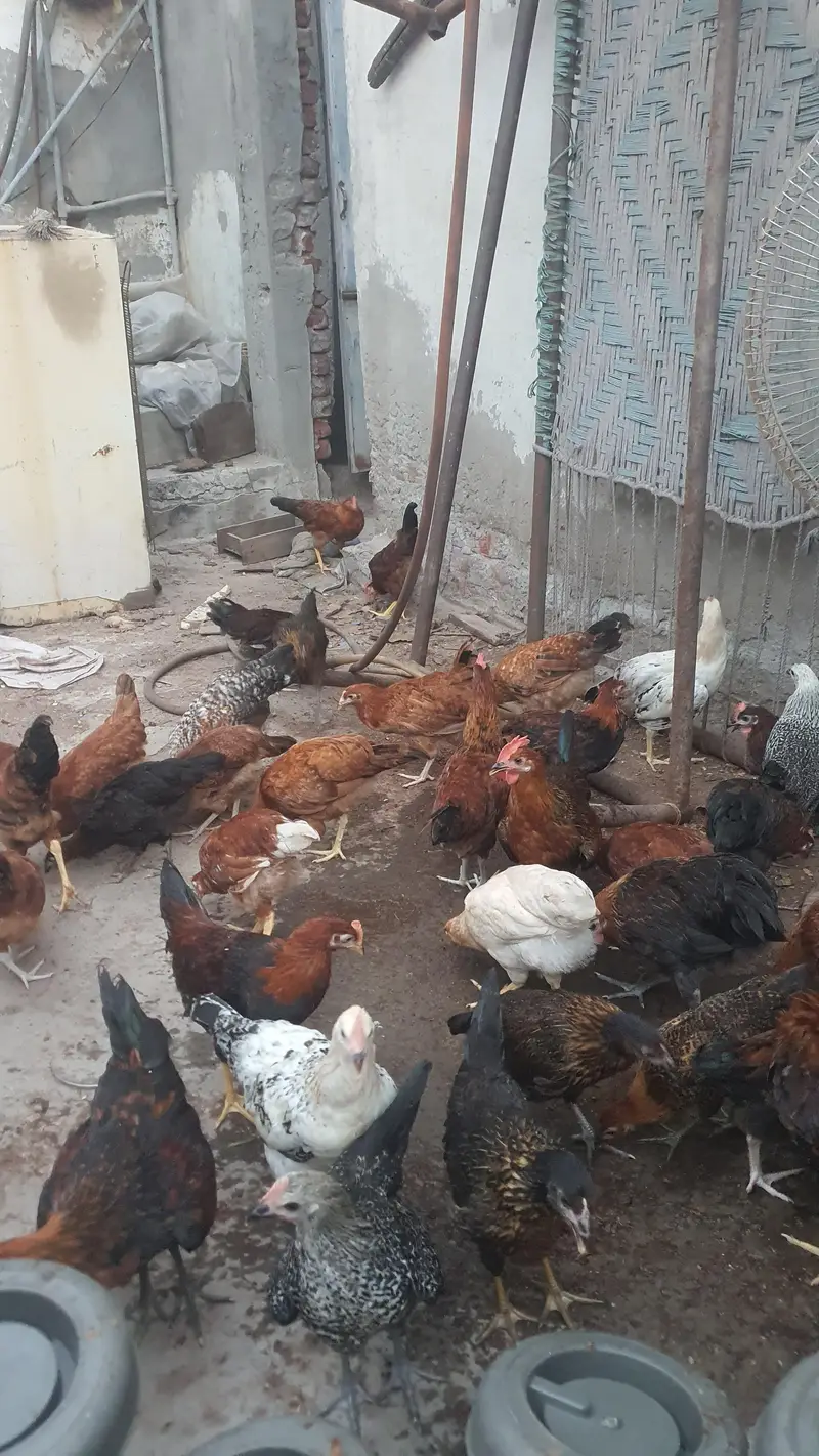 golden misri bird for sale 1000 per kg — photo 8