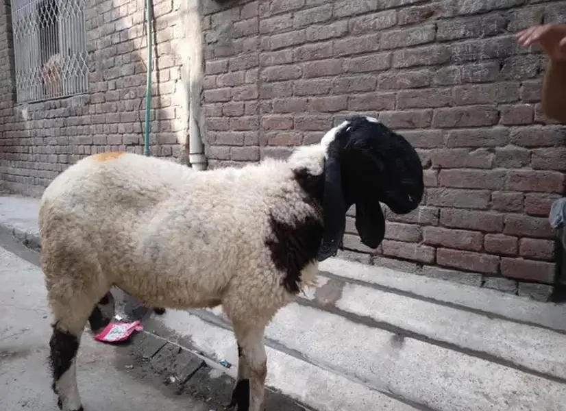 Urgently Sale Ghr ka palaa donda chatra Description may number hai — photo 2