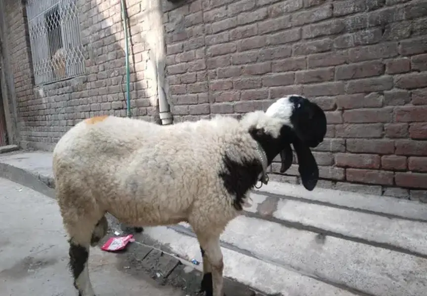 Urgently Sale Ghr ka palaa donda chatra Description may number hai — photo 4