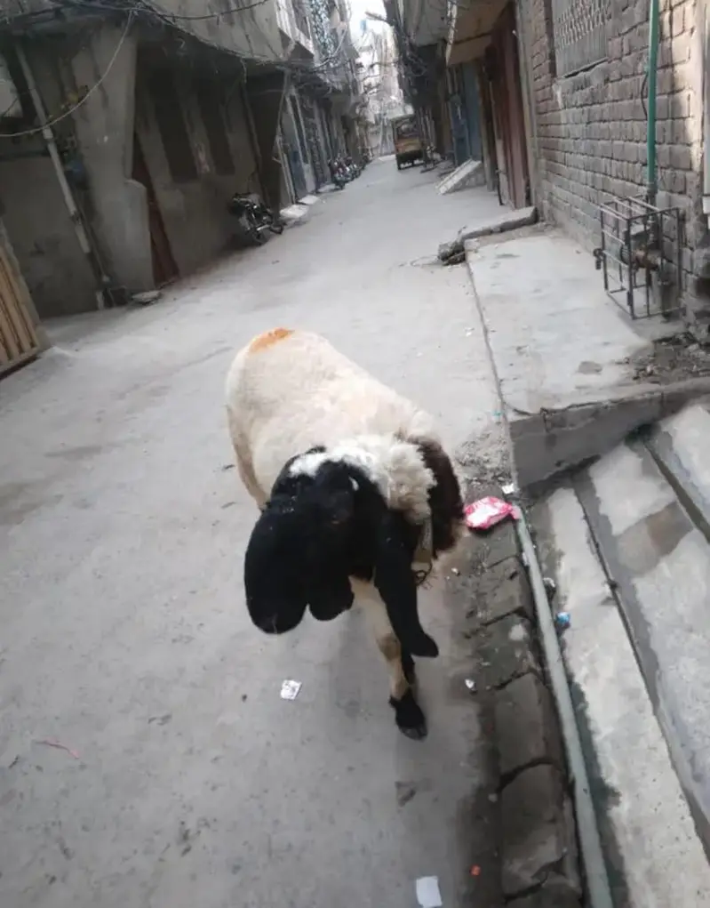 Urgently Sale Ghr ka palaa donda chatra Description may number hai — photo 6