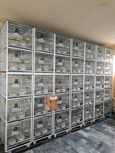 premium quality birds cages.