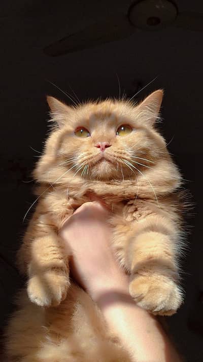 Cat for selling