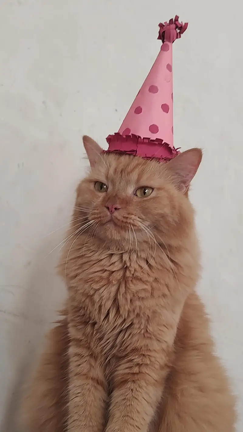 Cat for selling — photo 2
