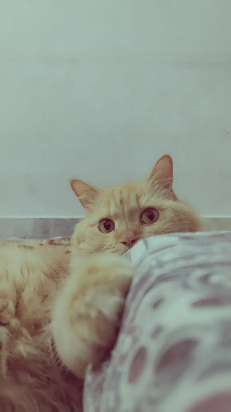 Cat for selling — photo 3