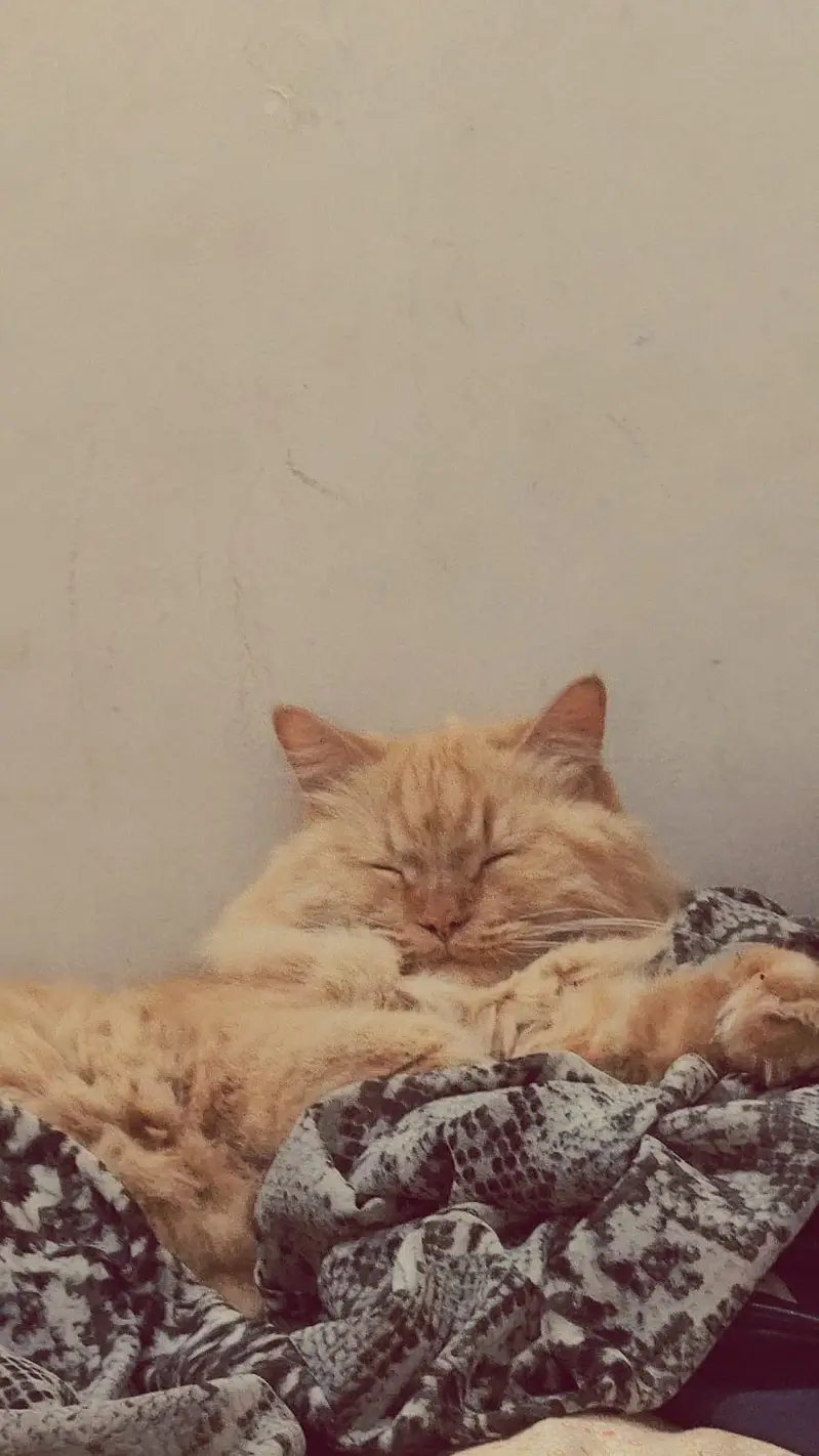 Cat for selling — photo 5