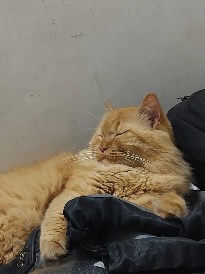 Cat for selling — photo 6