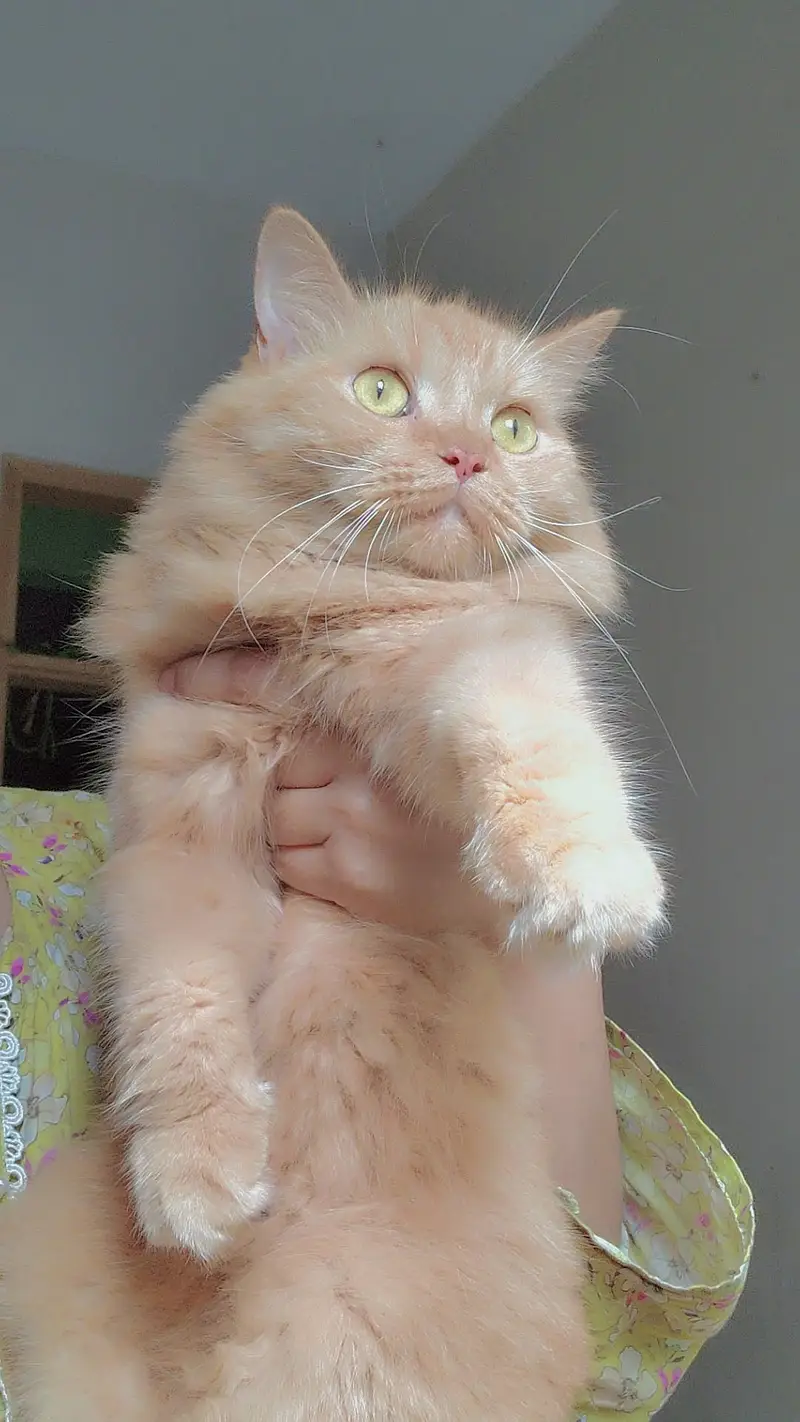 Cat for selling — photo 8