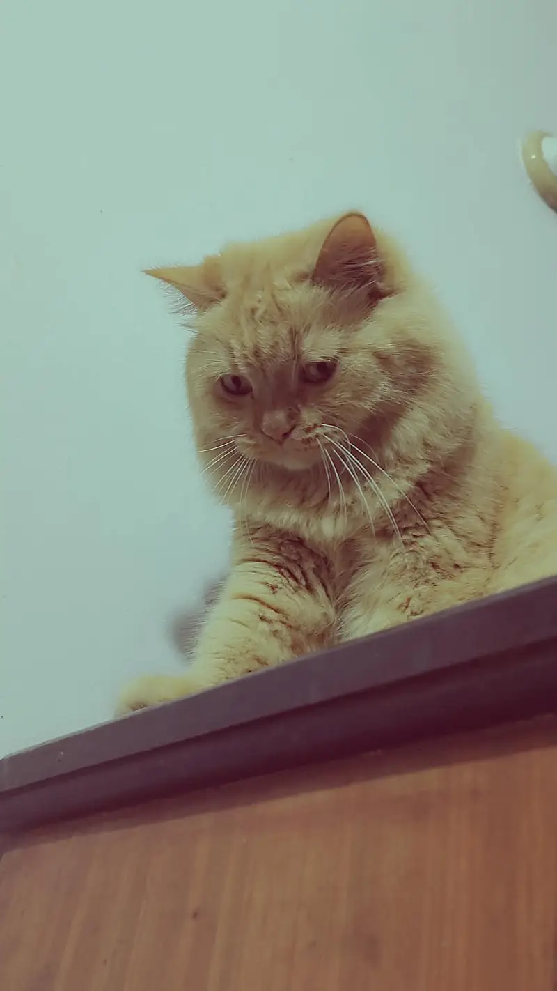 Cat for selling — photo 9