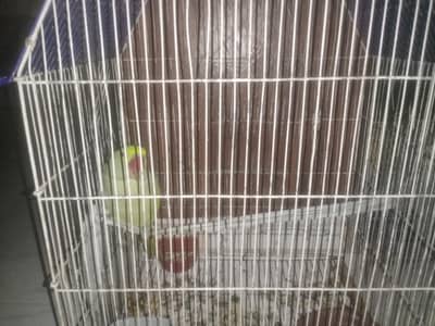 Alexander kashmiri Raw parrot hand tame and self feed