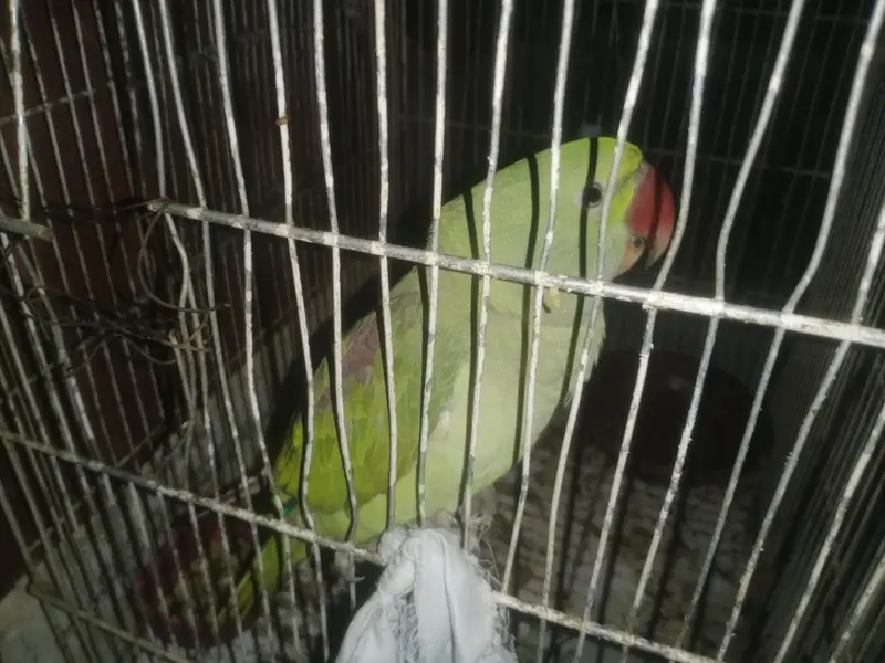 Alexander kashmiri Raw parrot hand tame and self feed — photo 2