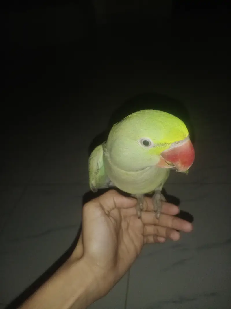 Alexander kashmiri Raw parrot hand tame and self feed — photo 3