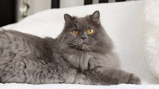 Smokey Male Cat available for Meeting or Crossing not for sale
