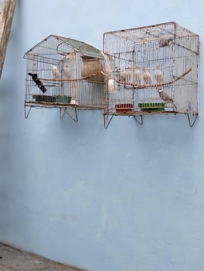 java birds